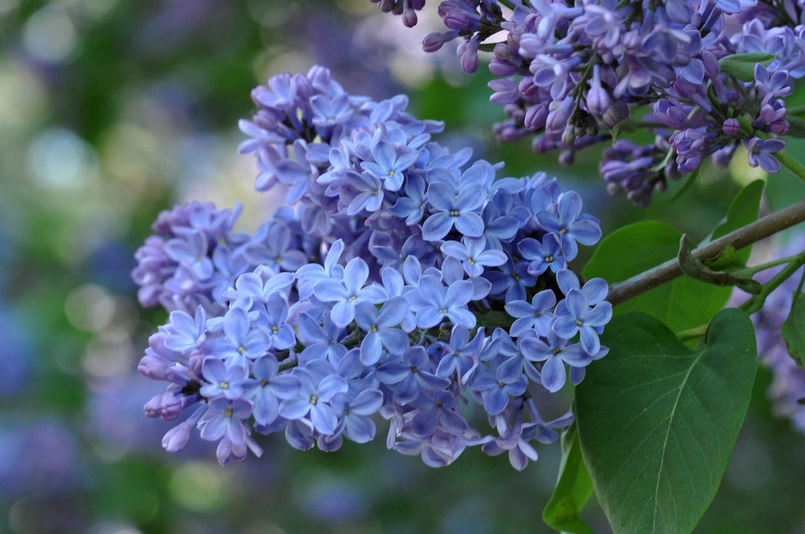 Сирень Syringa vulgaris. Сирень обыкновенная соцветие. Сирень Блю Дануб. Бесплатное музыка сирень