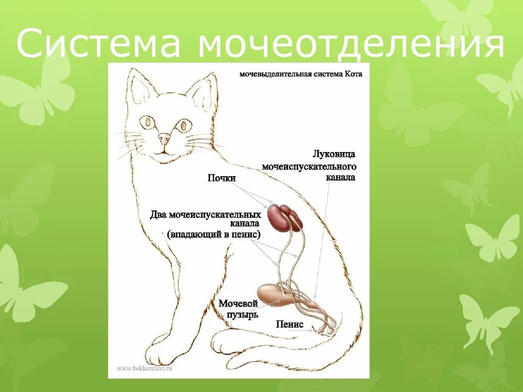 Анатомия мочеполовой системы кобеля. Мочевой пузырь у кошки расположение. Мочеиспускательный канал у кошек. Мочеиспускательный канал у кошек. Строение мочевыделительной системы у кота.