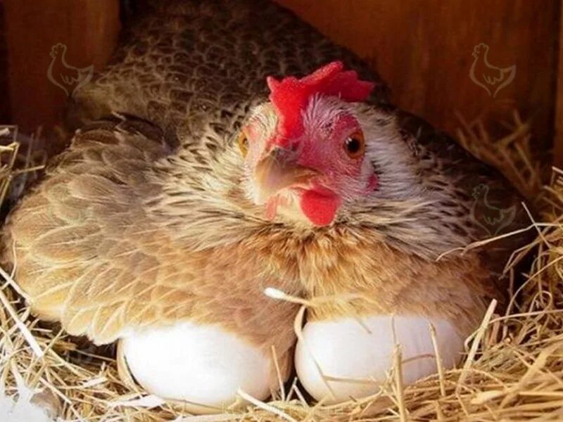 Курочка несется. Курица-наседка. Курица с яйцами. Куры в гнезде. Курочка в гнезде.