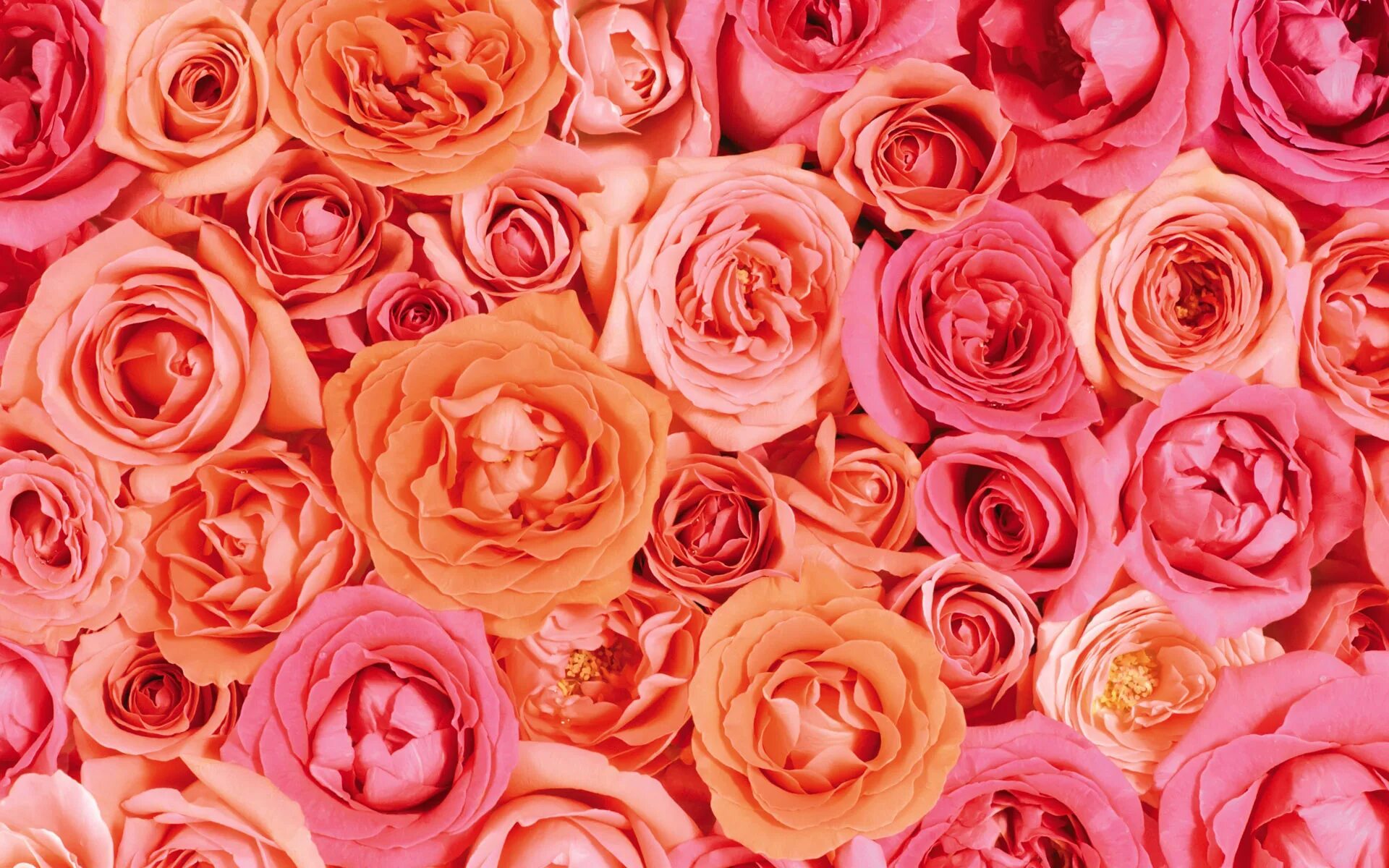 Rose background