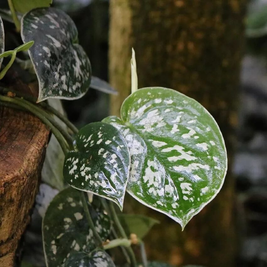 Сциндапсус фото и название сорта. Сциндапсус pictus argyraeus. Сциндапсус pictus exotica. Сциндапсус расписной (scindapsus pictus). Сциндапсус расписной пиктус.