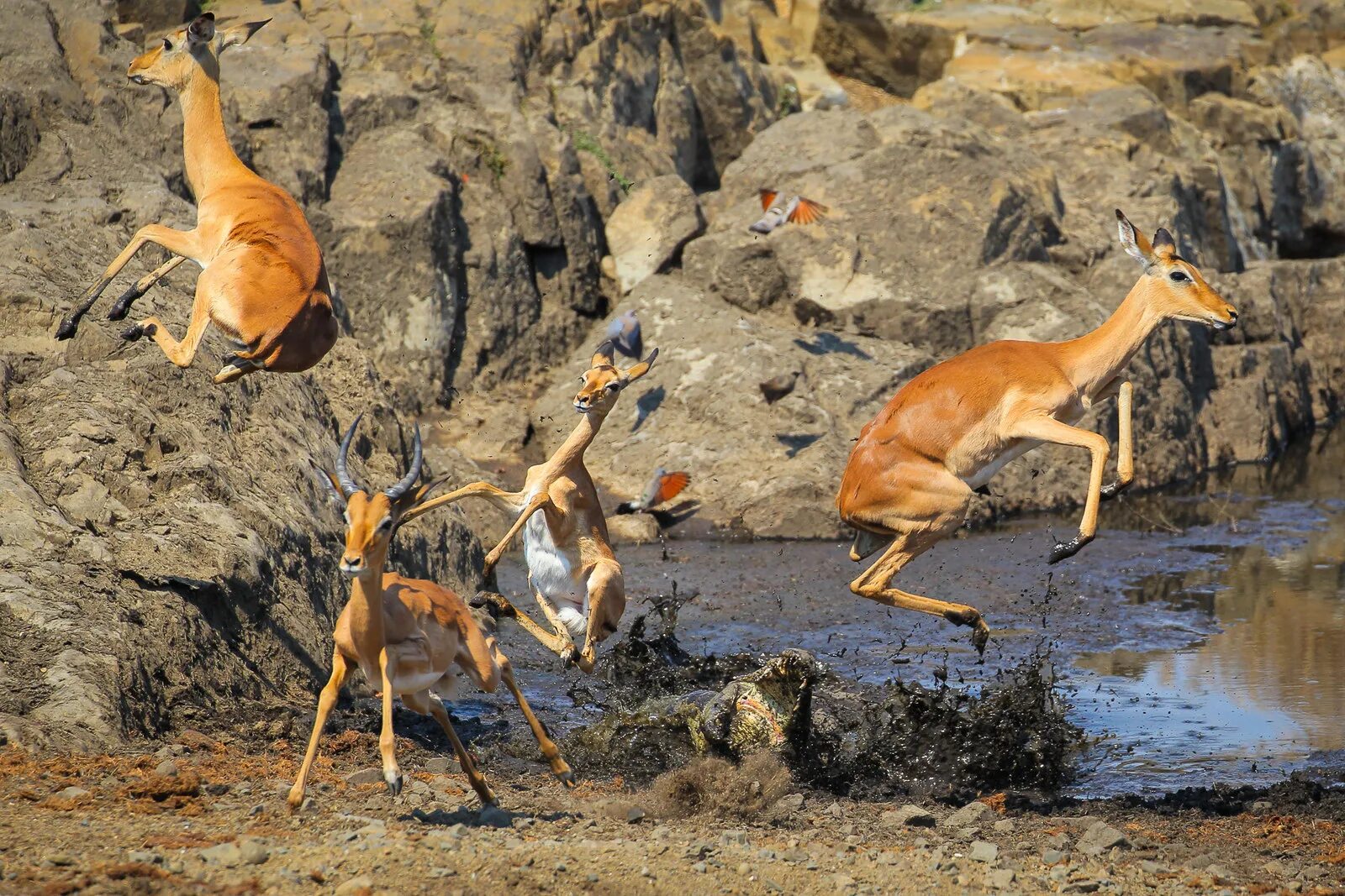 Wildlife photos. Крюгер парк антилоп Импала. Дикая природа. Лучшие снимки дикой природы. Лучшие фотографии дикой природы.