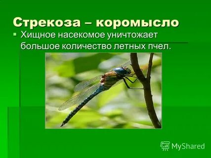 Стрекоза ответы