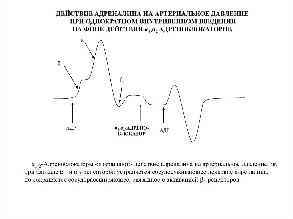 Адреналин кишечник. Влияние адреналина на ад. Влияние эпинефрина на артериальное давление. Введение адреналина на фоне α1– адреноблокаторов приводит. Фазовые изменения артериального давления.