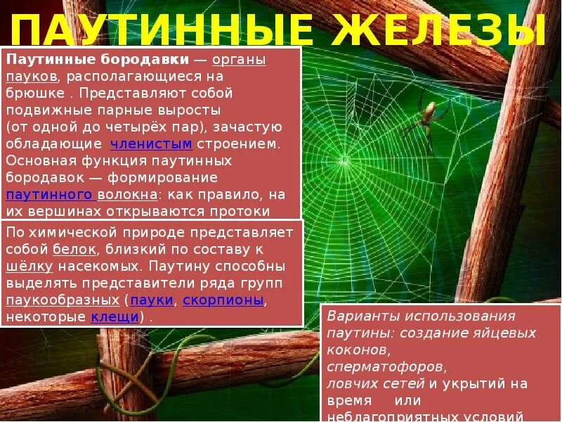 Паутинные паука железы паука. Паутинные железы паукообразных. Паук строение паутинные железы. Железы пауков. Роль паутиныпаук серебрчнка.