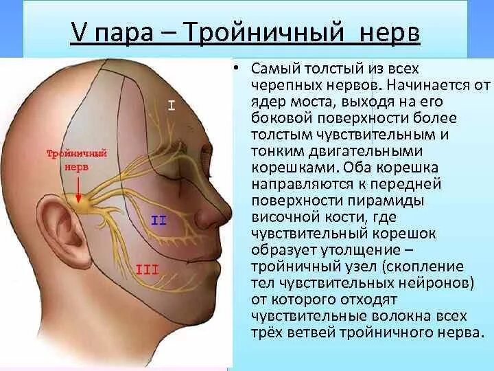 Тройничный нерв- 5 пара черепных нервов. 5 Пара черепных нервов иннервация. 5 Пара тройничный нерв анатомия. 5 Пара ЧМН анатомия.