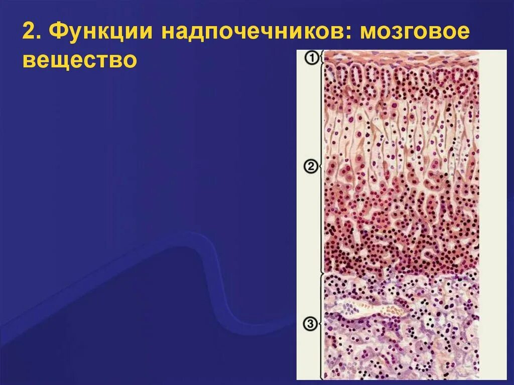 Слои клеток головного мозга. Мозговое вещество надпочечников гистология. Надпочечник гистология. Строение надпочечников гистология. Функции мозгового вещества надпочечников.