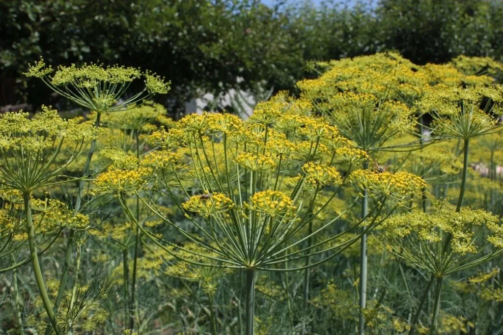 Укроп пахучий - Anethum graveolens. Фенхель обыкновенный соцветие. Фенхель огородный. Фенхель зонтичные. Кукуруза укроп