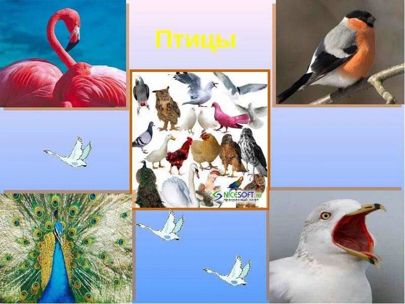 Презентация многообразие животных 1 класс. Многообразие животных. Разнообразие птиц. Разнообразие птиц 1 класс.