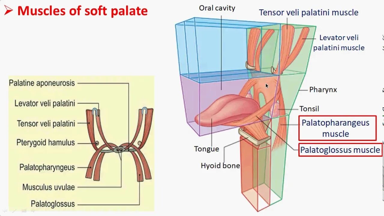 Tensor veli. Musculus tensor veli palatini. m levator veli palatini на русском.