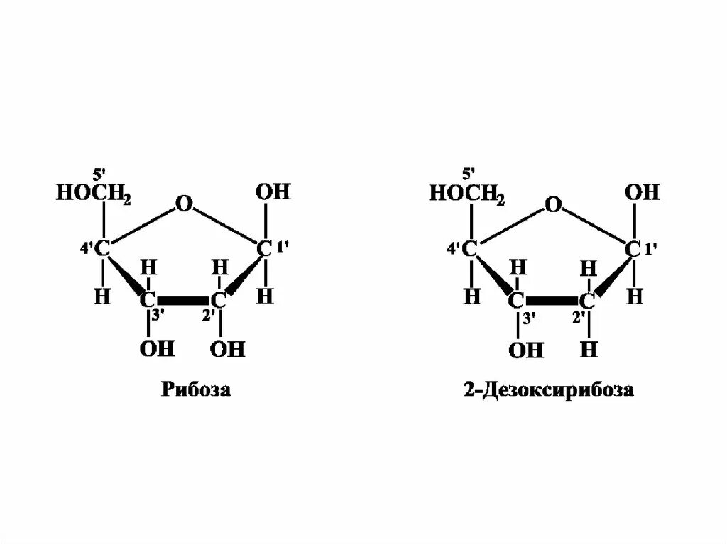 Циклические формы рибозы и дезоксирибозы. Структура рибозы и дезоксирибозы. Рибоза структурная формула. 3 Дезоксирибоза. Название рибоза