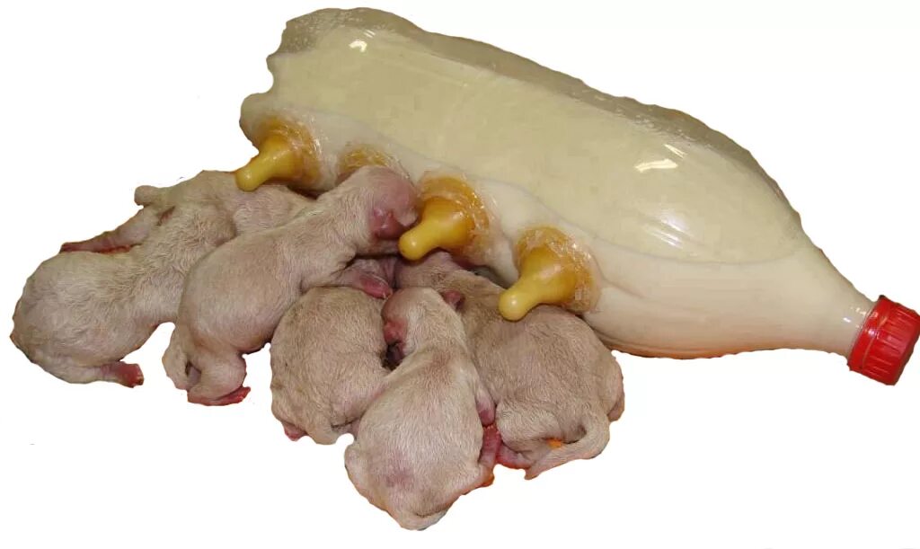 Можно ли давать собаки вымя. Корова молоко. Мясные субпродукты перечень. Анимонда состав корма для кошек. Субпродукты вымя говяжье.