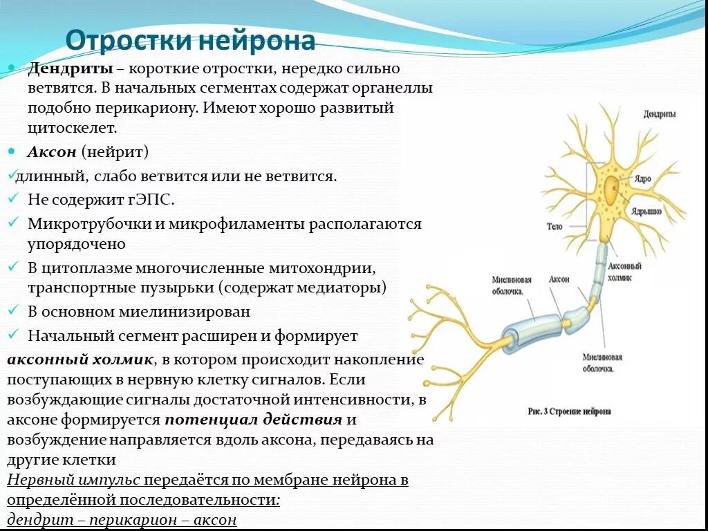 Строение нерва дендрит. Функции дендритов нейрона. Строение и функции отростки нейрона Аксон. Дендрит тело нейрона Аксон синапс.