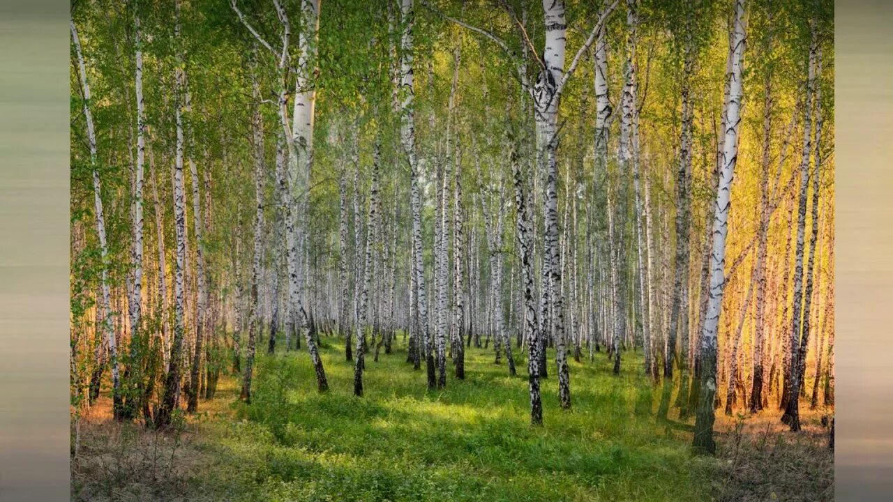 Березовая роща томск. Березовая роща ростов на дону лес. Башкирия березовая роща. Берёзовая роща нижний новгород. Чистополь берёзовая роща.