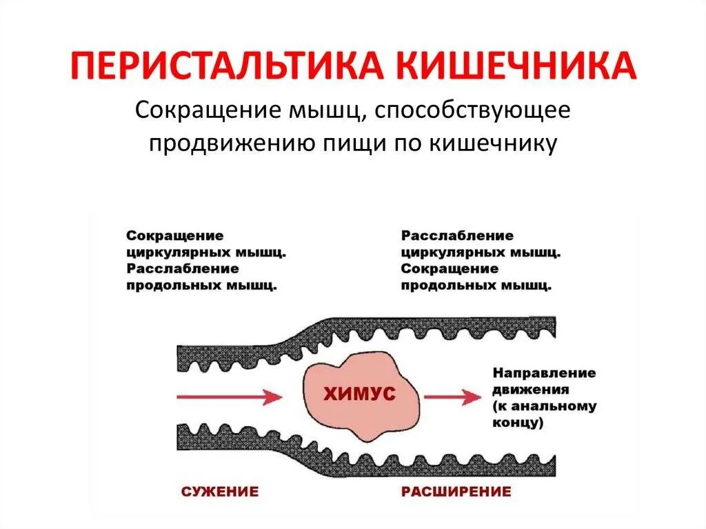 Волнообразные сокращения стенки. Перистальтические сокращения тонкого кишечника. перистальтические сокращения. моторика кишечника перистальтика. перистальтические движения кишечника.