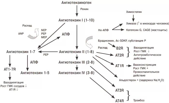 Ace 2 рецептор коронавирус. рецепторы апф. рецепторы апф. ингибиторы апф схема. раас при сердечной недостаточности.