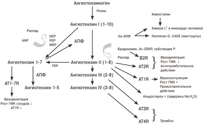 Ангиотензин 1-7. Схема РААС биохимия. Блокатор ангиотензина 2 и ингибиторы АПФ. Гормон ангиотензин 2.