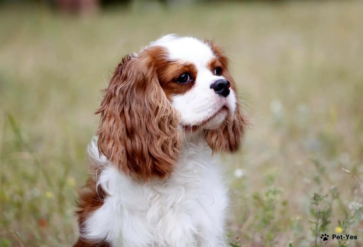 i love all animals: Cavalier King Charles Spaniel Cavalier king charles dog, Kin