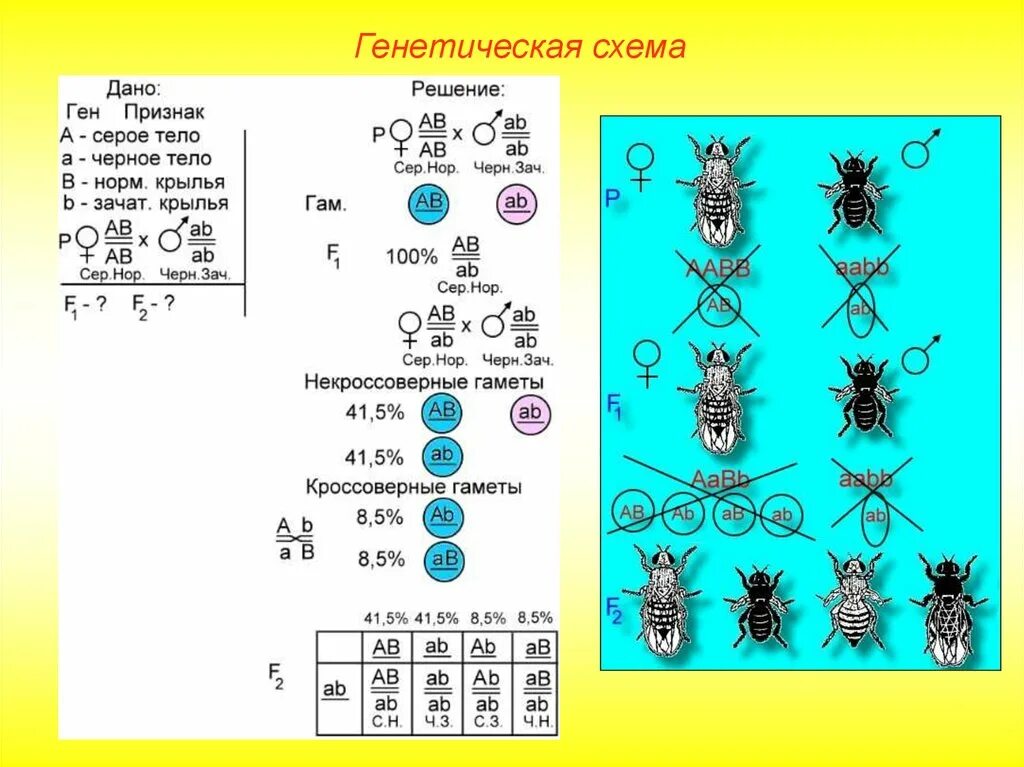 Закон Моргана о сцепленном наследовании схема. Задачи на закон Моргана сцепленное наследование. Задачи Томаса Моргана. Решение задач на закон Моргана биология.