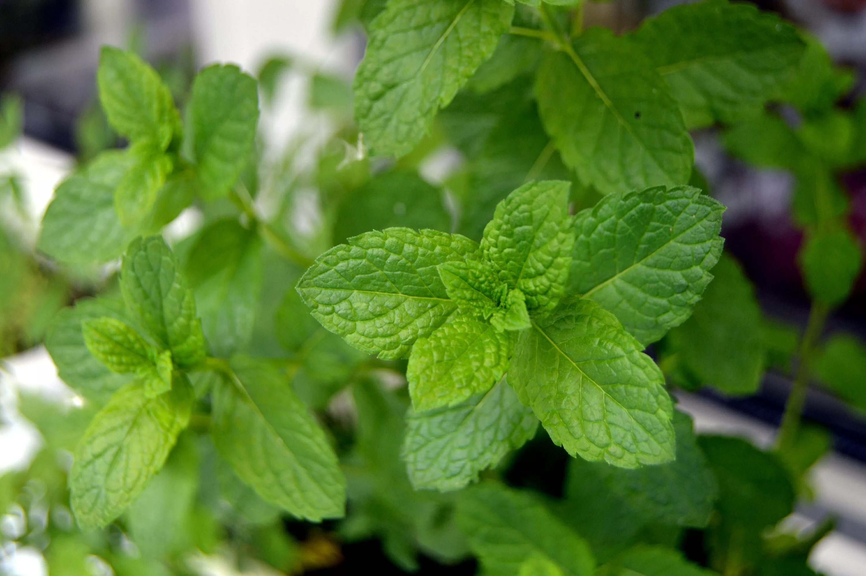 Mint фото. Мята перечная растение. Мята перечная (Mentha piperita). Мята Гарден минт. Мята круглолистная.