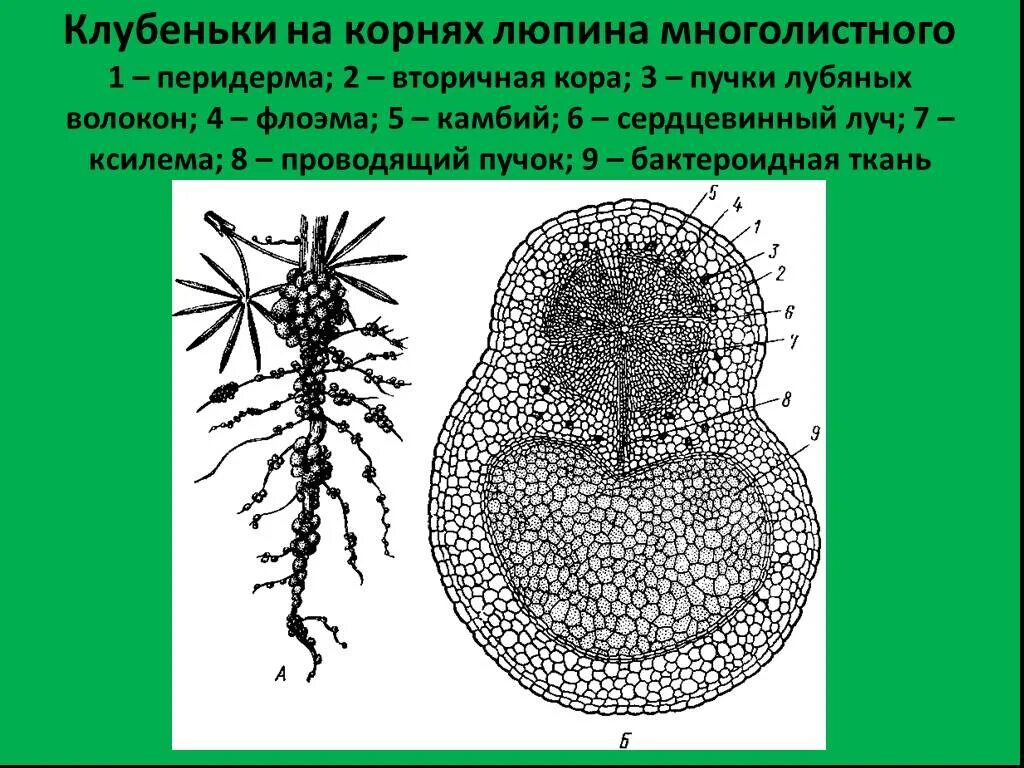 Строение клубеньков на корнях бобовых растений. Строение клубеньков бобовых. Бактериальные клубеньки строение. Клубеньки на корнях люпина. Клубенек гороха