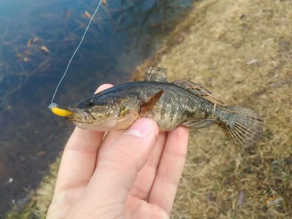 Ротан на спиннинг. Ротан. Зимняя рыбалка ротан. На что ловить ротана. Зимняя рыбалка ротан.
