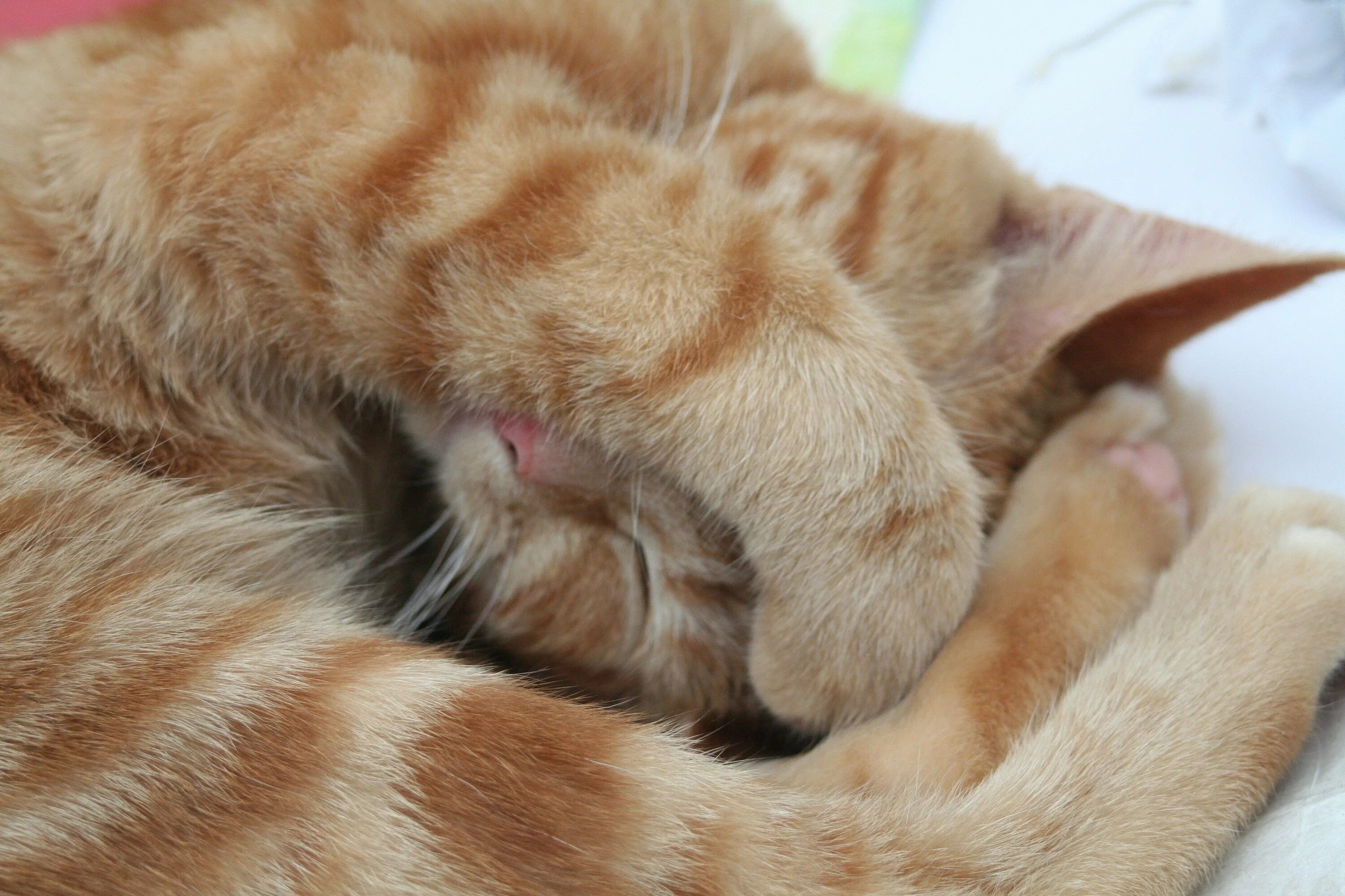 Спящий кот. Сонный кот. Спящие кошки. Спящий рыжий кот. Кошка прячет нос