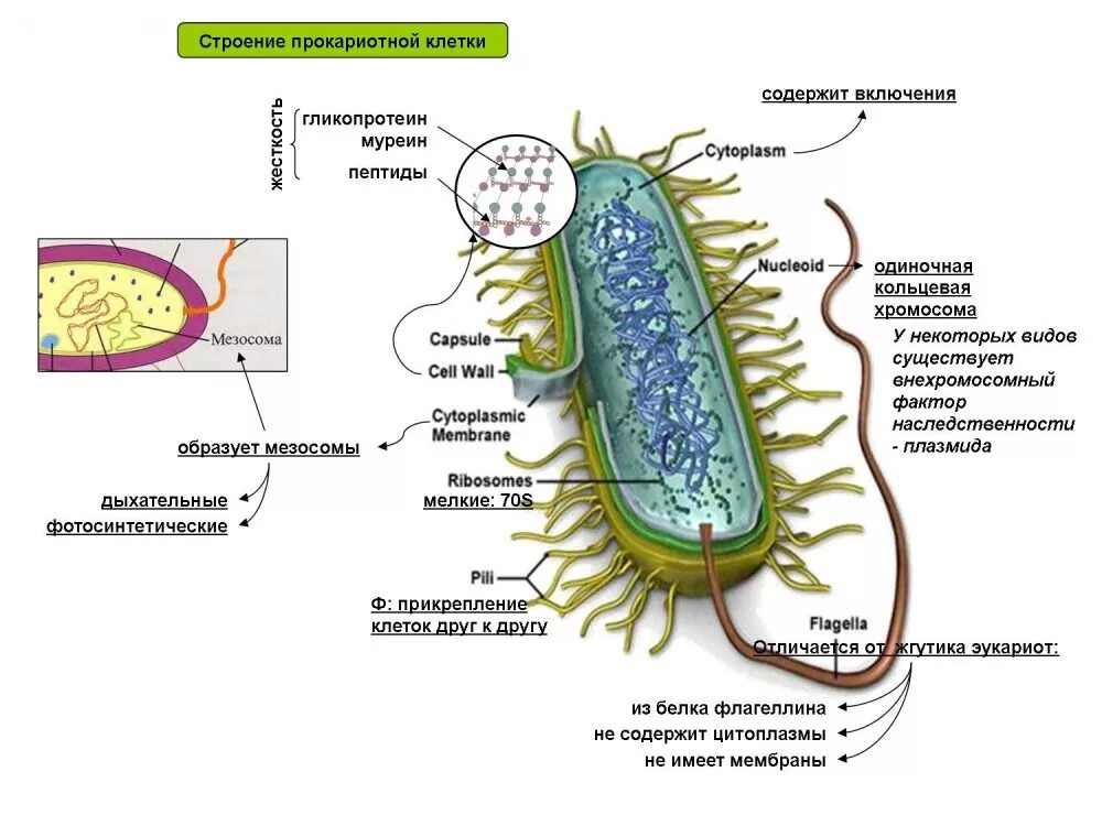 Что входит в клетки прокариот. Строение бактериальной клетки прокариот. Строение прокариотической бактерии. Строение прокариотической клетки бактерии. Строение бактерии прокариот.