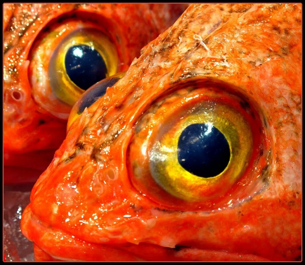 Какие глаза у рыб. Рыбьи глазки. Глаз рыбы. Рыбий глаз. Рыбий глаз рыба.