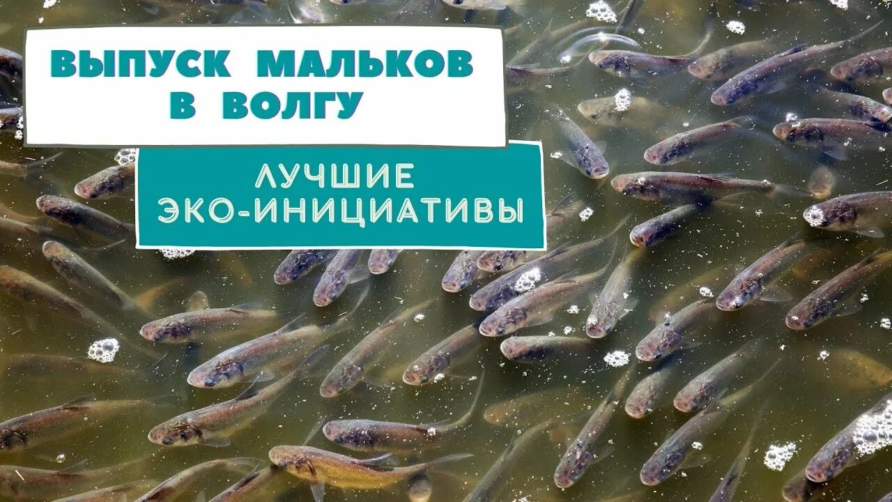 Водорослям крышка. Малек форели. Рыбы выпускает мальков. Эко инициативы. Выпустили малька.