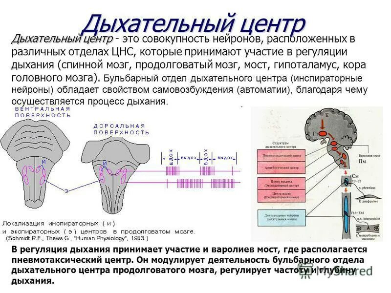 Дыхательный центр находится в продолговатом мозге. Дыхательный центр продолговатого мозга его функции. дыхательный центр продолговатого мозга состоит из следующих отделов. структура дыхательного центра физиология. структурно-функциональная характеристика дыхательного центра..