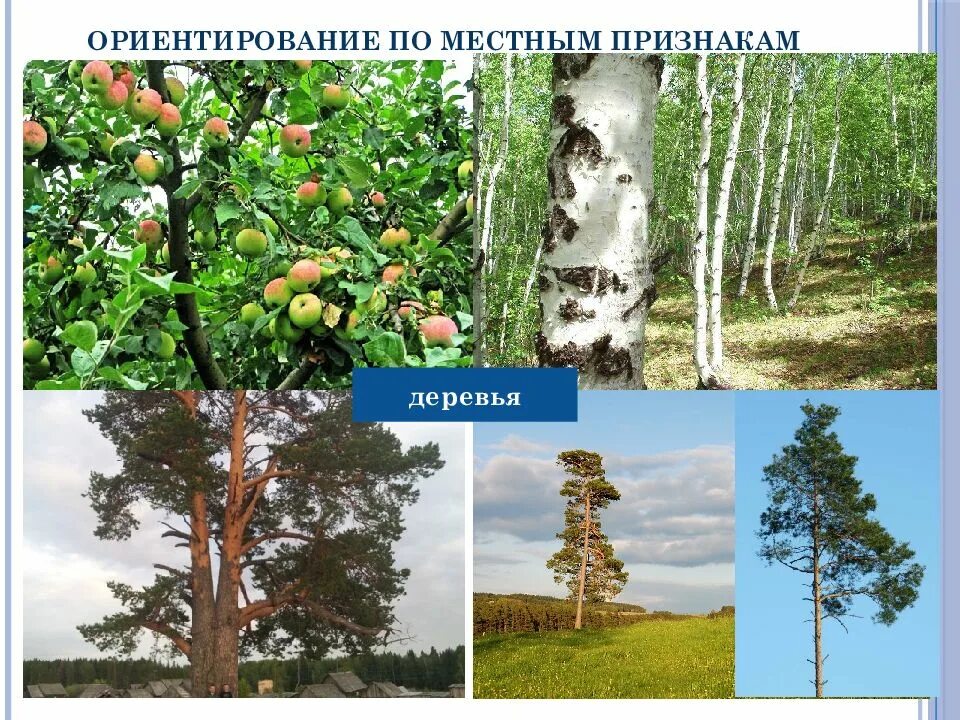 Ориентирование по коре деревьев. Ориентирование по деревьям. Ориентирование по пню дерева. Ориентирование на местности. Ориентация деревьев.