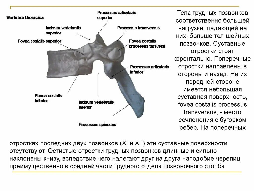 Грудной позвонок характеристика. Тела грудных позвонков. Особенности строения грудного позвонка. Особенности строения шейных и грудных позвонков. Суставные поверхности грудных позвонков.