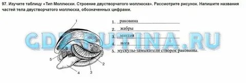 Тест моллюски егэ