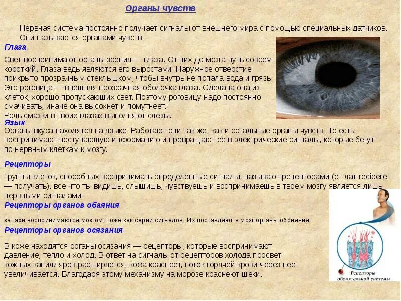 Органы чувств физиология. Органы чувств физиология. Значение органов чувств. Органы чувств физиология. Органы чувств физиология.