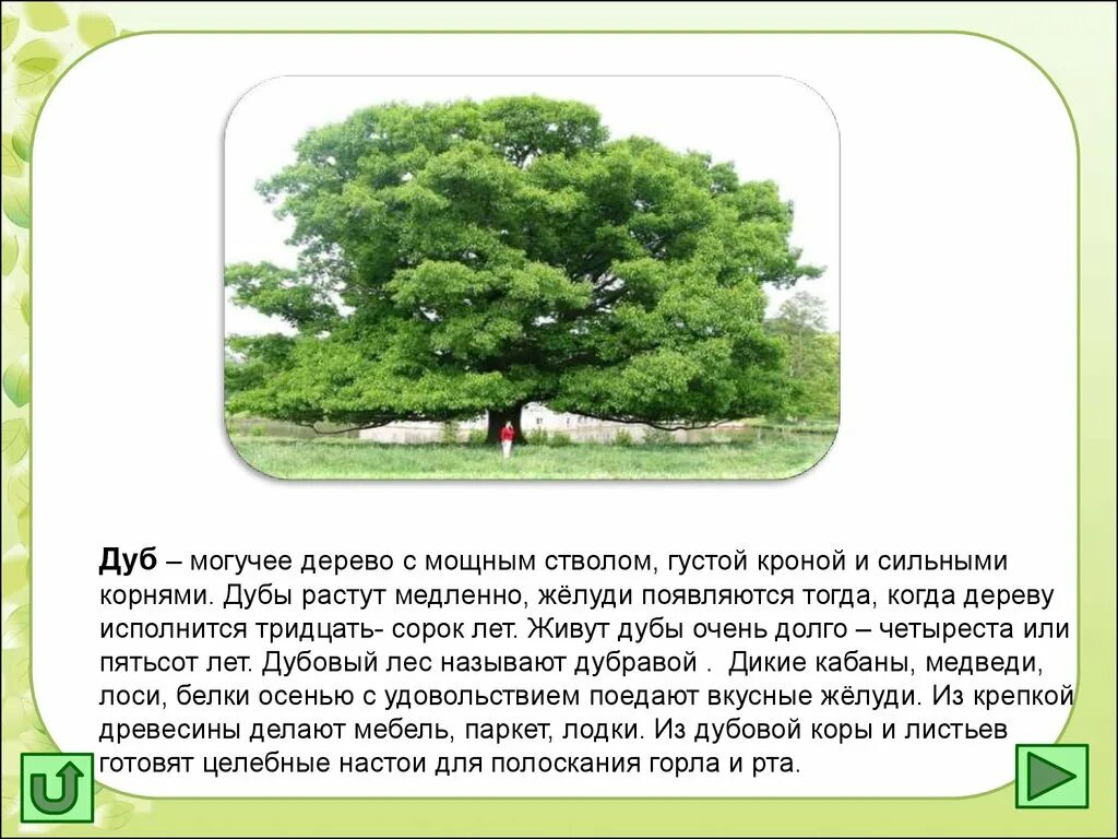 Рассказ деревья растут для всех. Дуб дерево описание. Дуб краткое описание. Описание дуба. Доклад о дереве.