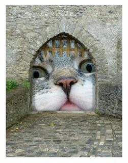 Кот фотошоп