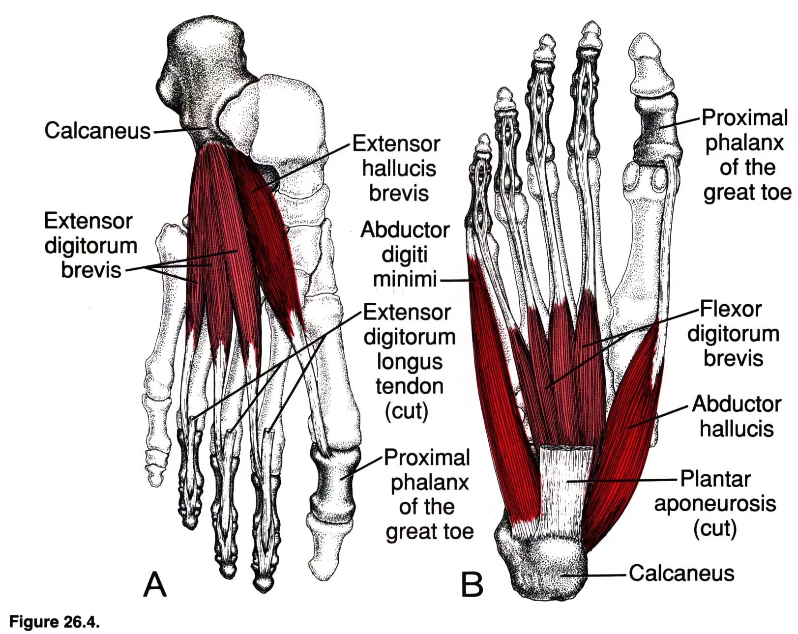 Мышцы сгибатели и разгибатели стопы. Мышца короткий разгибатель пальцев стопы. Короткий сгибатель большого пальца стопы анатомия. Короткий разгибатель большого пальца стопы (m.extensor Hallucis Brevis).
