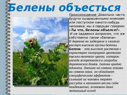 Белена объелся