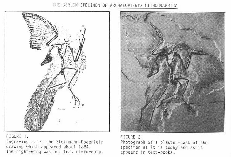 Археоптерикс Эволюция птиц. Строение крыла археоптерикса. Птенец археоптерикса. Археоптерикс скелет отпечаток. На рисунке изображена реконструкция археоптерикса