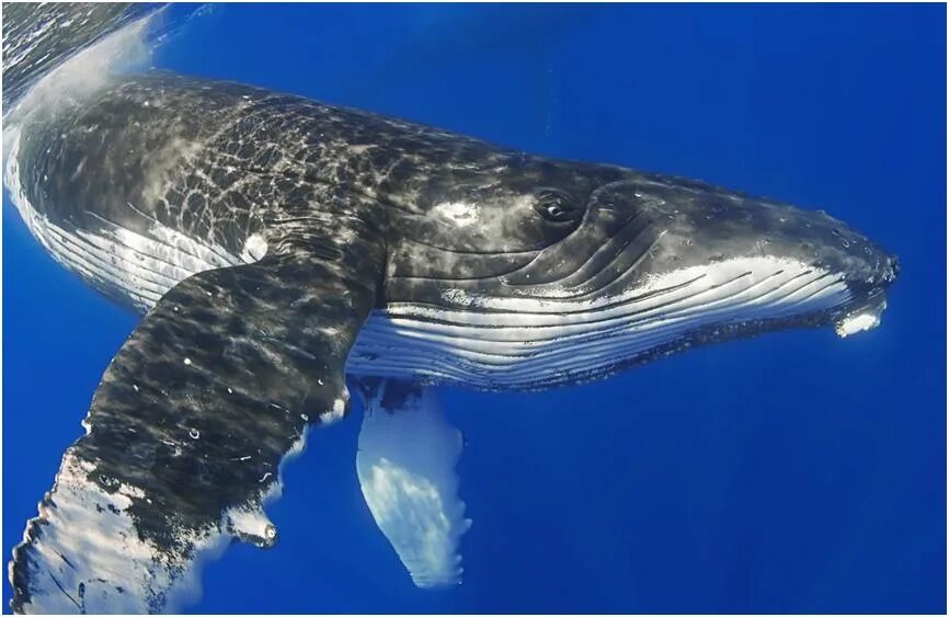 сельдяной кит. финвал сельдяной кит. финвал или сельдяной кит. финвал сельдяной кит. сельдяной кит.