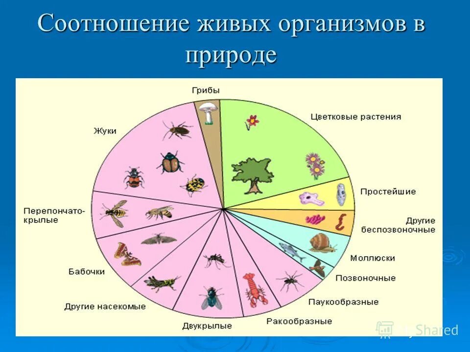 Соотношение живых организмов. Соотношение видов живых организмов. Взаимосвязь живых организмов. Взаимосвязь живых организмов в природе.