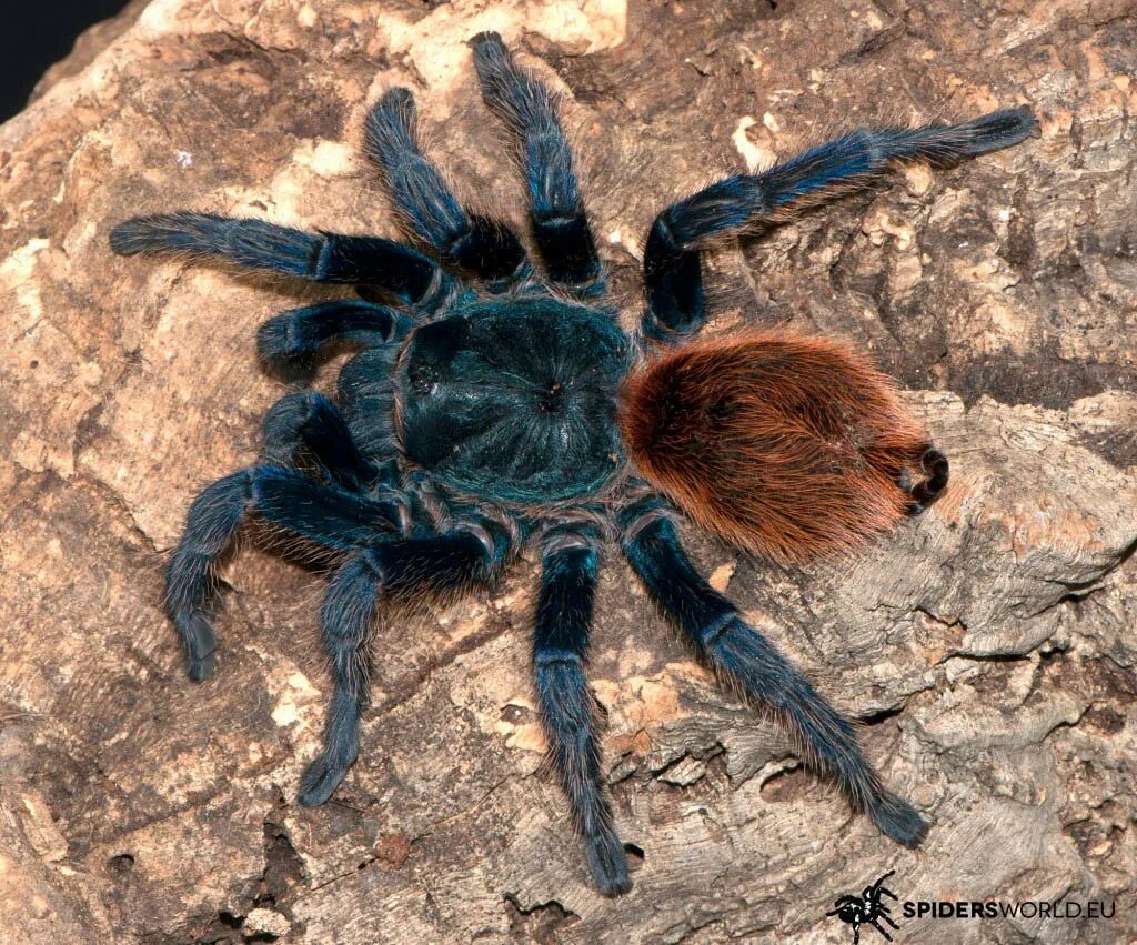 паук ephebopus cyanognathus. Brachypelma albopilosum самец. Lasiodora самец. красноколенный паук-птицеед. как отличить пол паука птицееда.