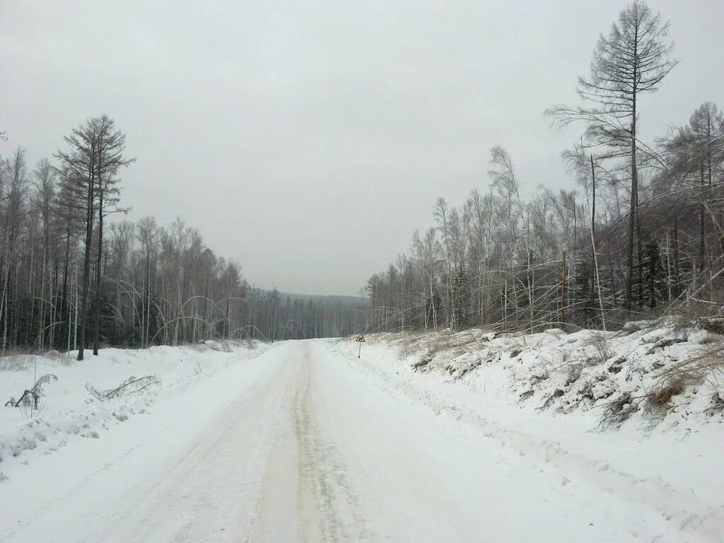 Дорога в березовой роще. Березово дороги. Березовая роща муром. Одинокая береза. Березово дороги.