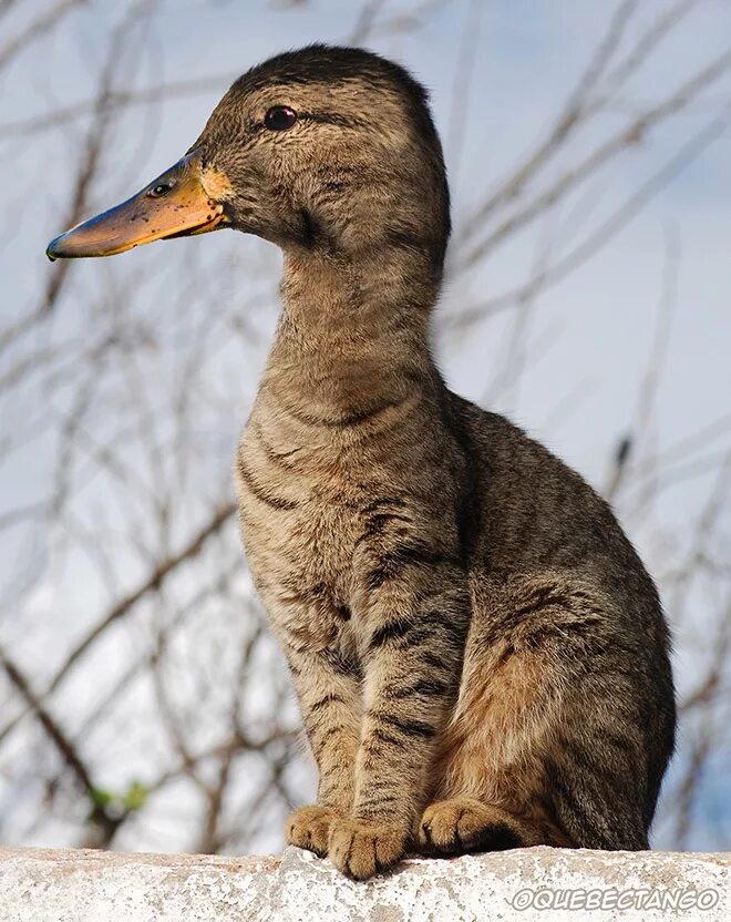 Кот и утка. Скрещенные животные. кошка утка. гусь и утка.