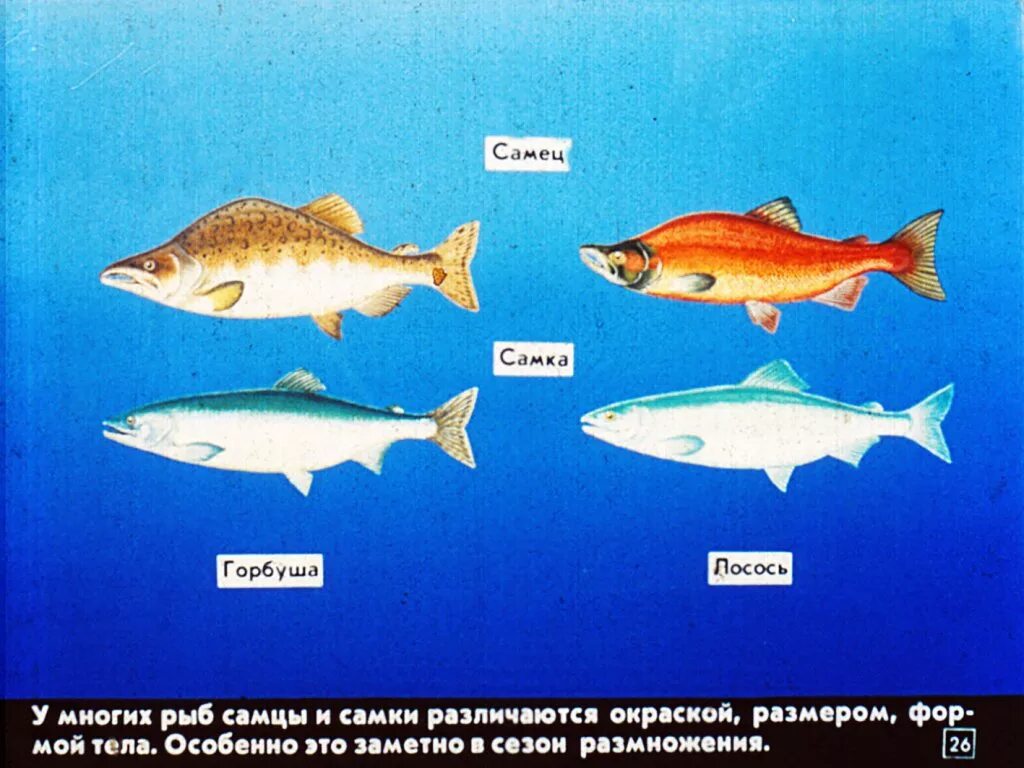 Как отличить самца форели. Горбуша самка и самец отличие. Горбуша самка и самец. Горбуша отличие самца. Горбуша отличие самца от самки.