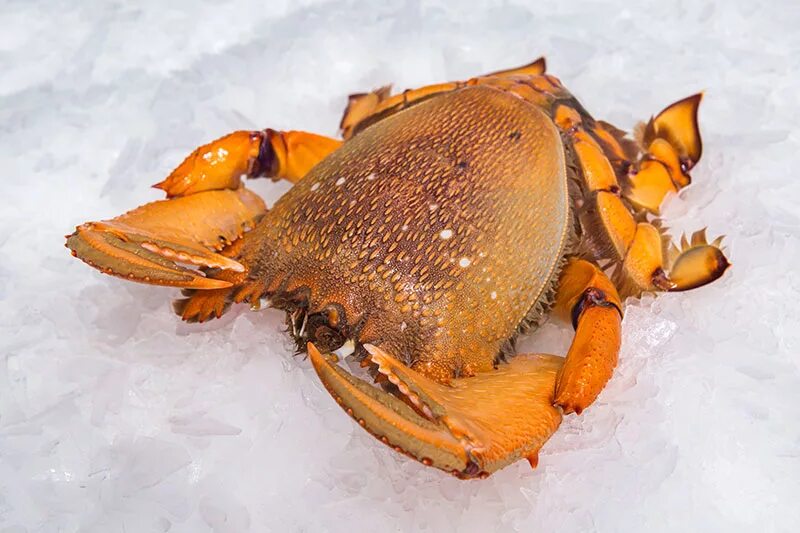 Фиш краб. Краб Жираф. Краб Спаннер. Тигровый краб. Frozen Crawfish Владивосток.