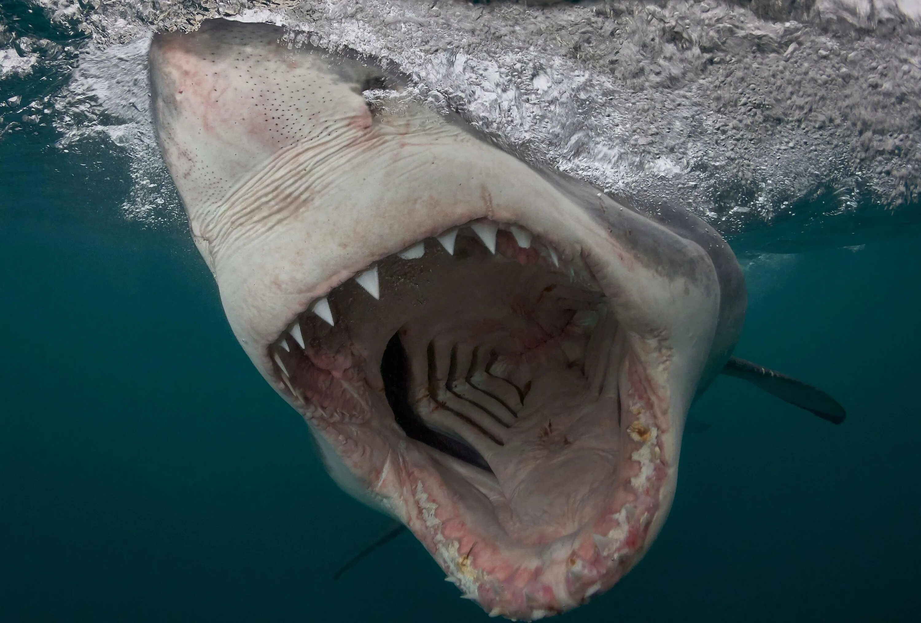 Самая большая пасть. Кархародон МЕГАЛОДОН. Белая акула людоед кархародон. Акула белая, акула-людоед, кархародон.