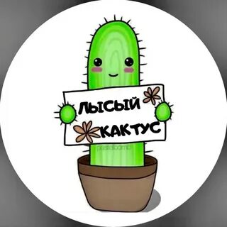 Лысый кактус