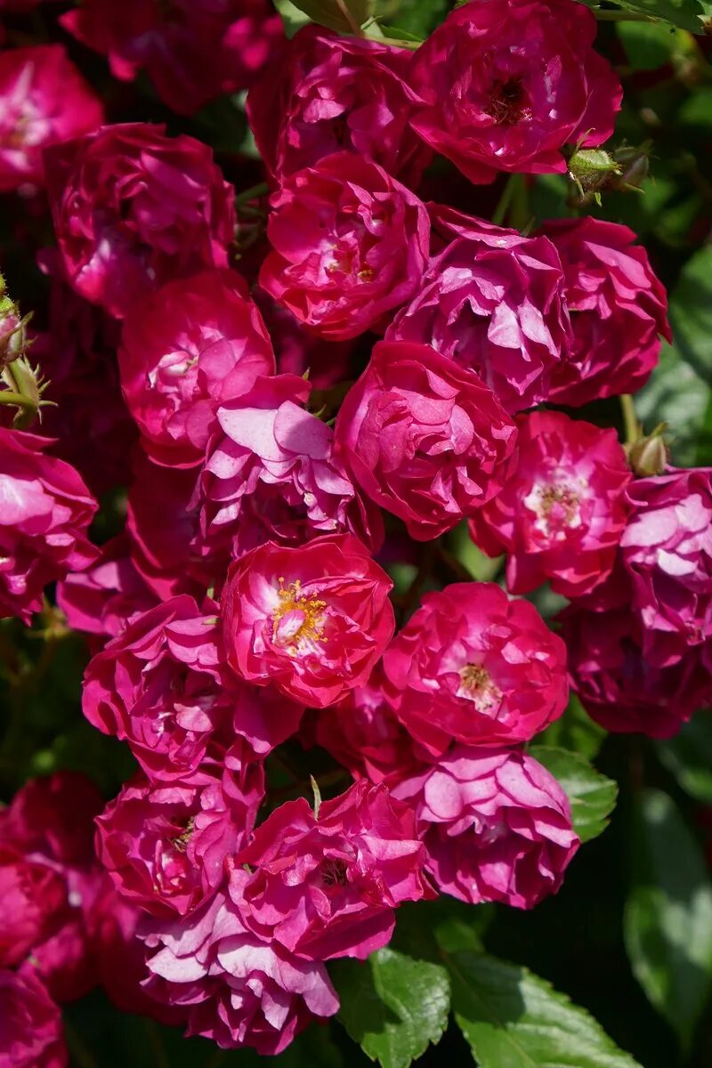 Alberich - RoseCatalog.ru